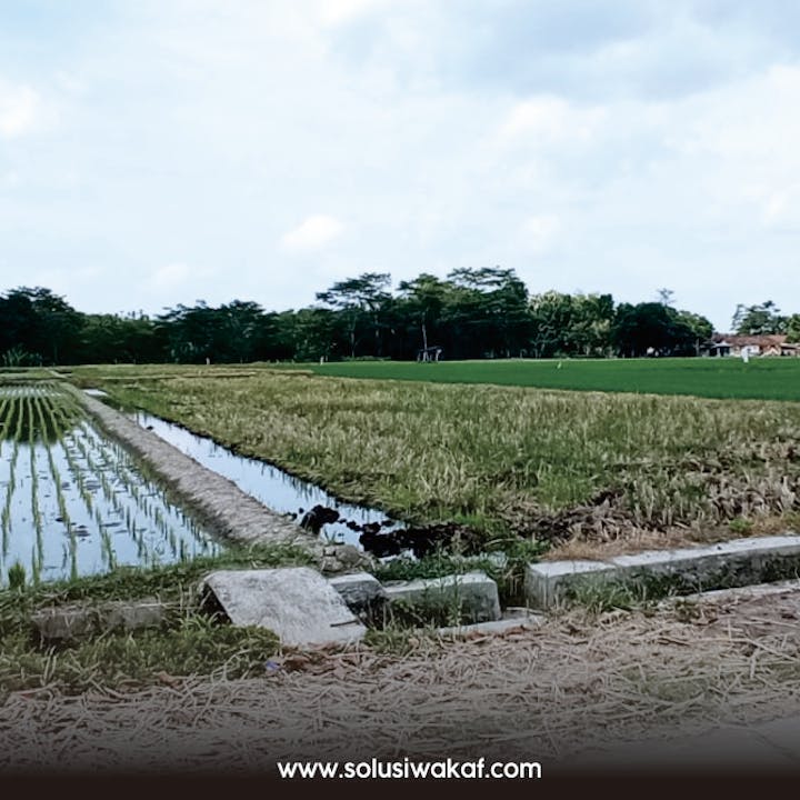 Wakaf Sawah Produktif Untuk Yatim And Penghafal Al Quran 6002