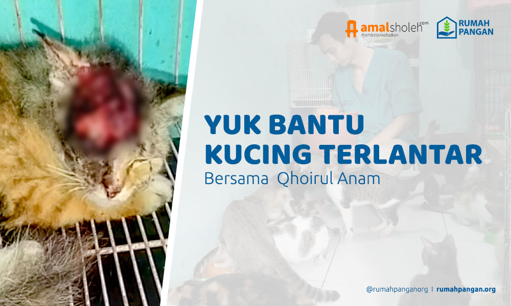 Pandemi! Kucing Terlantar Semakin Banyak Butuh Bantuan
