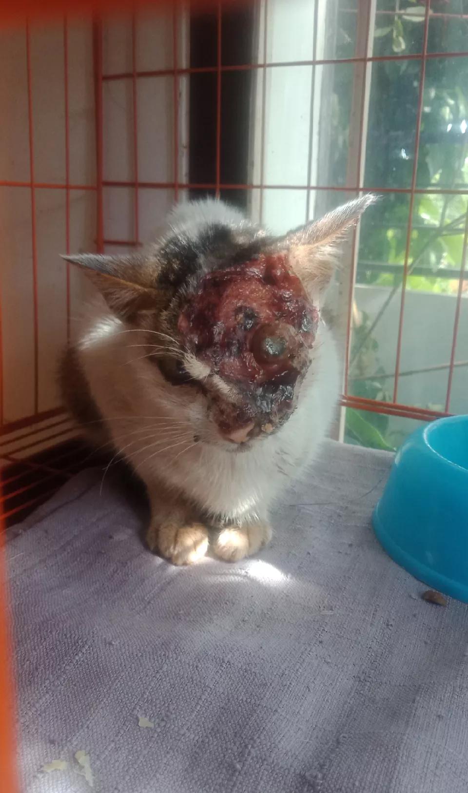 Bantu pengobatan kucing terlantar