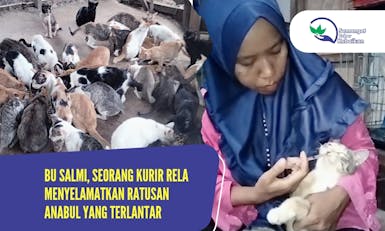 Selamatkan Ratusan Kucing yang Sakit Parah Hasil Rescue Bu Salmi