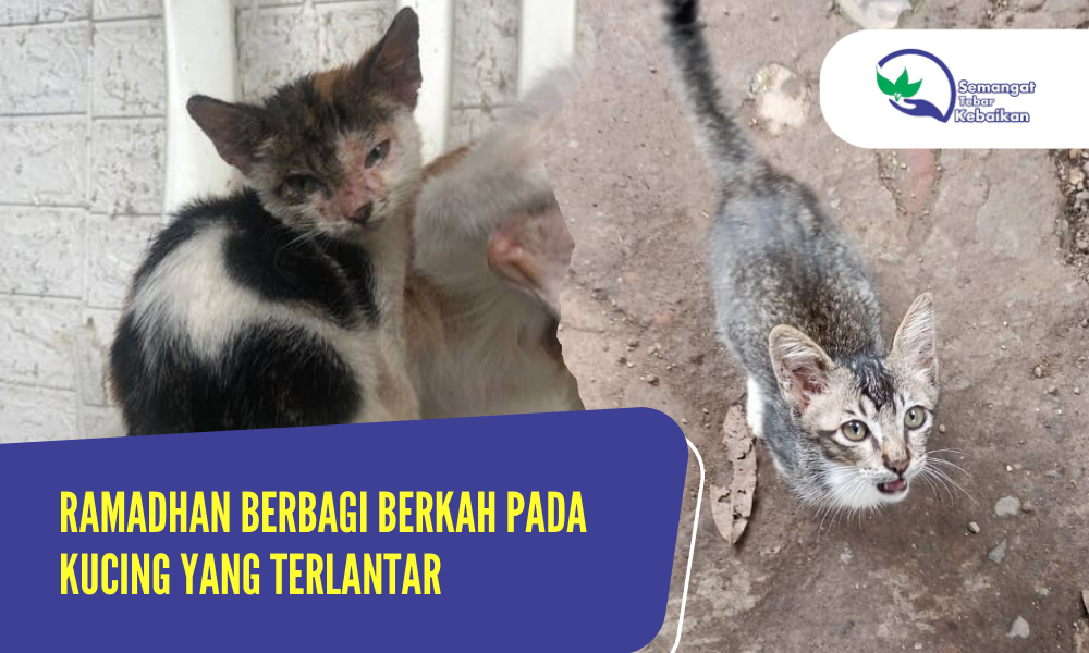 Ramadhan Berbagi Berkah pada Kucing yang Terlantar