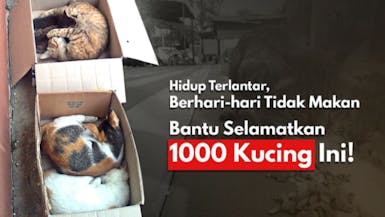 Selamatkan Ribuan Kucing Kelaparan Dijalanan