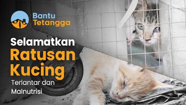 Bantu Uteh Inong Selamatkan Ratusan Kucing Terlantar dan Malnutrisi