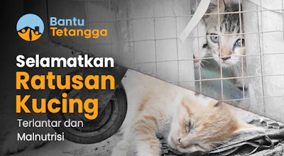 Bantu Uteh Inong Selamatkan Ratusan Kucing Terlantar dan Malnutrisi