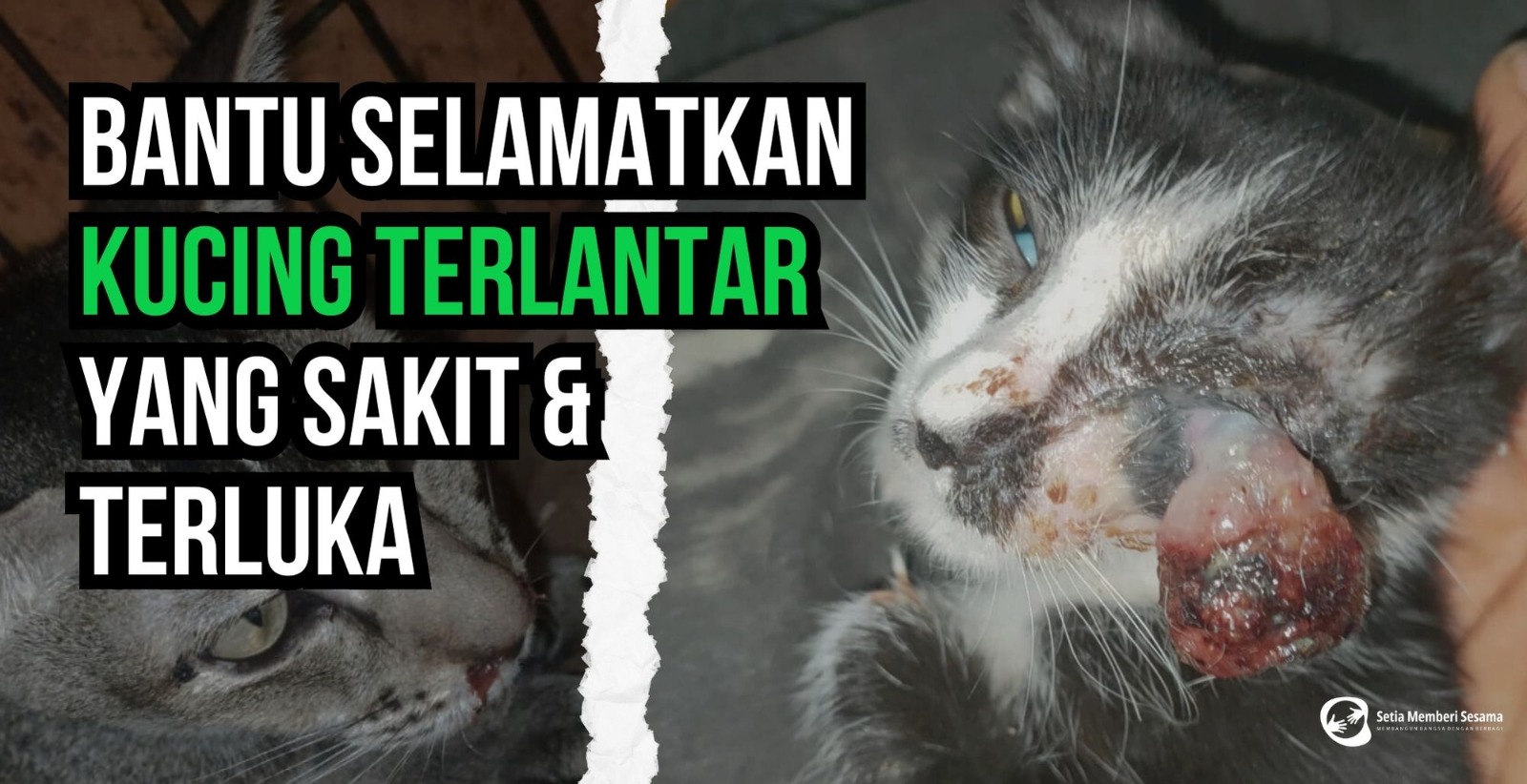 Bantu Kucing Terlantar Yang Menderita Kesakitan