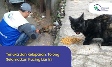 Tolong! Selamatkan Kucing yang Sakit dan Kelaparan Ini