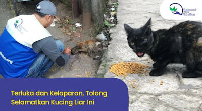 Tolong! Selamatkan Kucing yang Sakit dan Kelaparan Ini