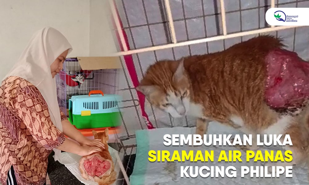 Philipe Kucing Oren,ingin sembuh dari Luka