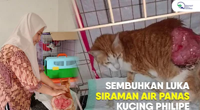 Philipe Kucing Oren,ingin sembuh dari Luka