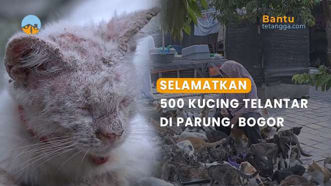 Selamatkan 500 Kucing Telantar di Parung, Bogor