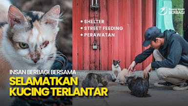 Ikut Beri Makan Kucing Terlantar di Jalanan