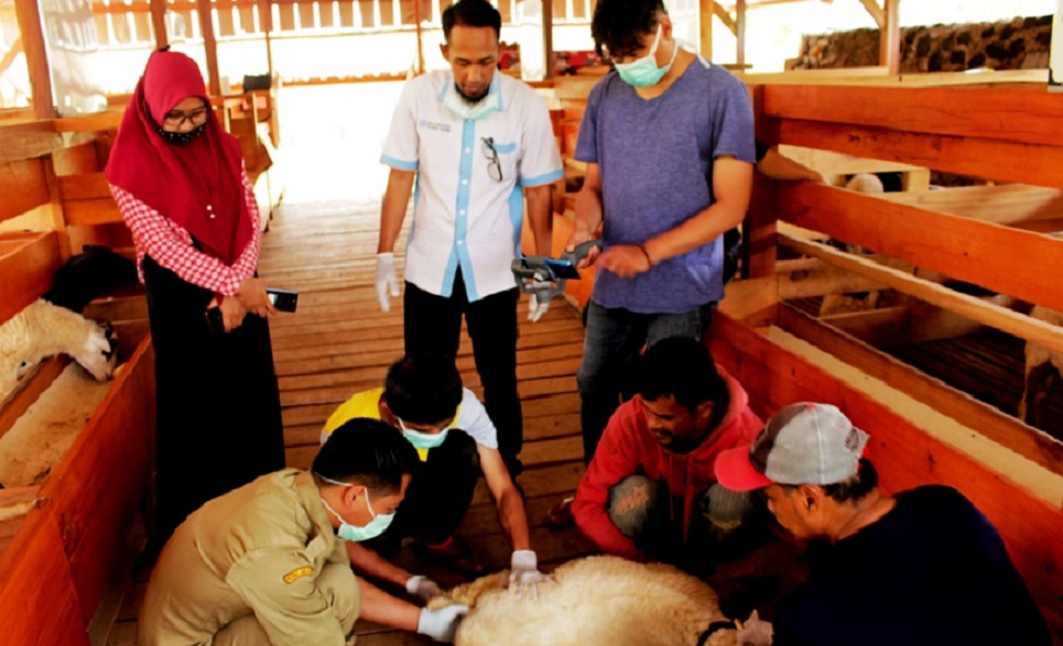 Wakaf Breeding Domba Garut Pondok Pesantren Yadul Ulya