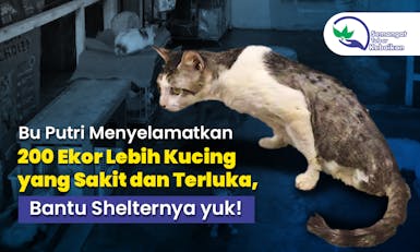 Kebaikan untuk 230 Kucing yang Diselamatkan oleh Bu Putri