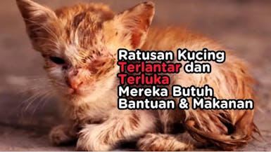 Peduli Kucing Terlantar Jangan Biarkan Mereka Kelaparan