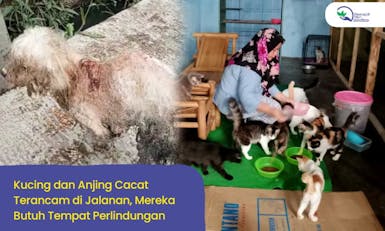 Bangun Rumah Kucing dan Anjing Terlantar!