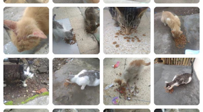 Gofood untuk kucingterlantar