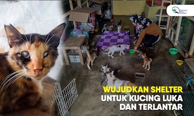 Wujudkan Shelter, Untuk Kucing Luka dan Terlantar.