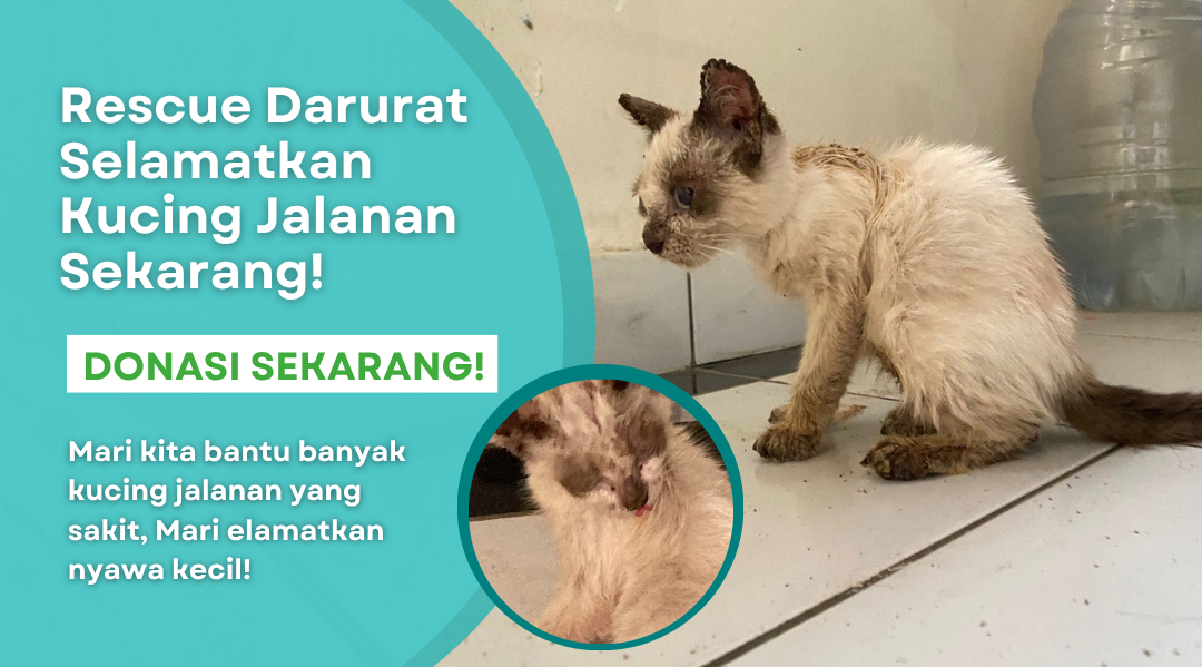 RESCUE DARURAT! Bantu Kucing Liar Dari Penyakit