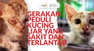 Cintai Dan Bantu Kucing Terlantar Yang Terluka