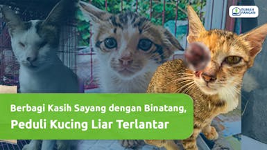 Selamatkan Para Kucing Terlantar! Berbagi Kasih Sayang Sesama Makhluk Tuhan