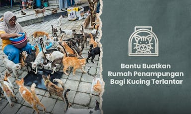 Bantu Penangkaran Kucing Terlantar Bersama Mbak Yosi