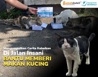 Memberi Makan dan Kesehatan Kucing Jalanan