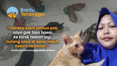 Rescue Kucing Modal Nekat, Bu Siti Tak Mampu Beri Kucing Pakan Bergizi