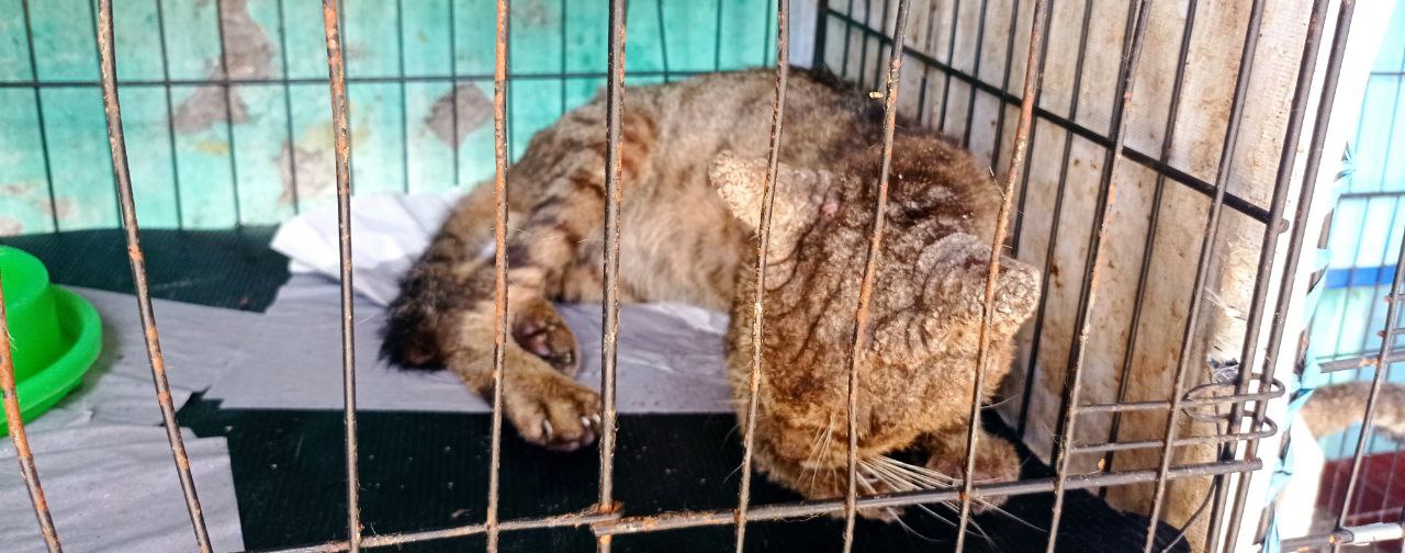 Catlover yuk bantu kucing-kucing jalanan terlantar