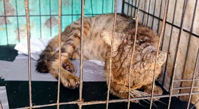 Catlover yuk bantu kucing-kucing jalanan terlantar
