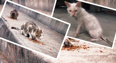 Berbagi Makanan untuk Kucing jalanan Kelaparan