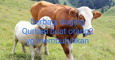 Gerakan bagi2 daging Qurban