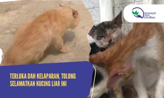 Darurat! Selamatkan Kucing-kucing Jalanan yang Butuh Pertolongan